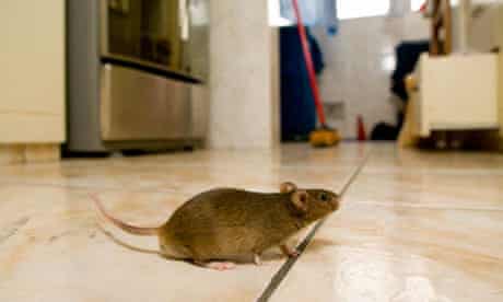 Pests that will damage the home making hole staying with you